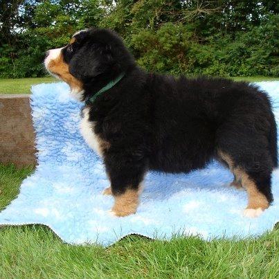 Berner sennenhund Bosco billede 4