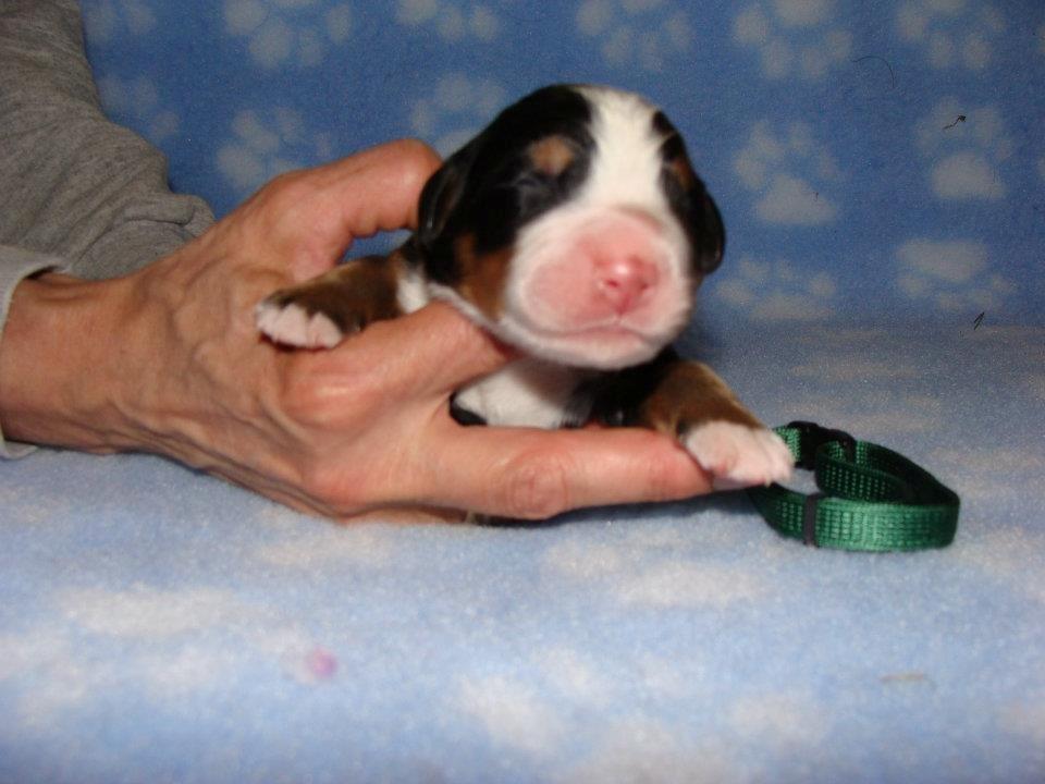 Berner sennenhund Bosco billede 5