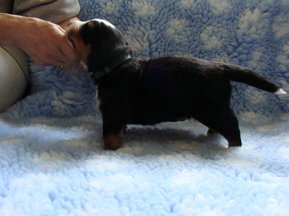 Berner sennenhund Bosco billede 6