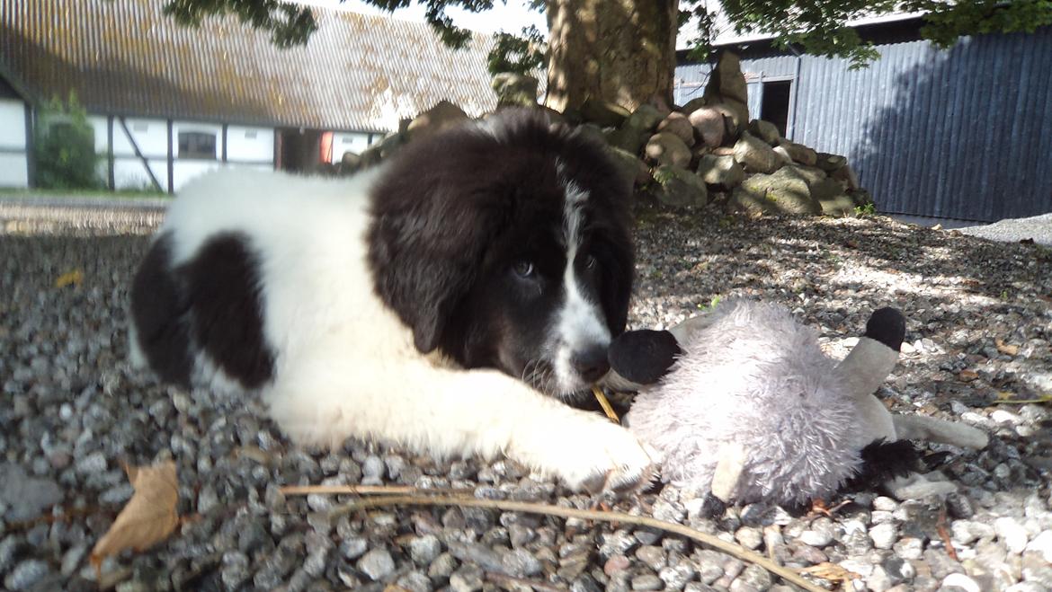 Landseer Nanaa - Apenayaa's Angelic Angel - Mig og min bedste massakre-makker! Min dejligste bidebamse som bare bli'r møflet...   billede 9