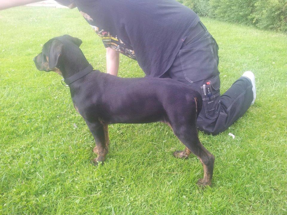 Blanding af racer Zita billede 8