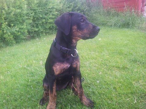 Blanding af racer Zita billede 9