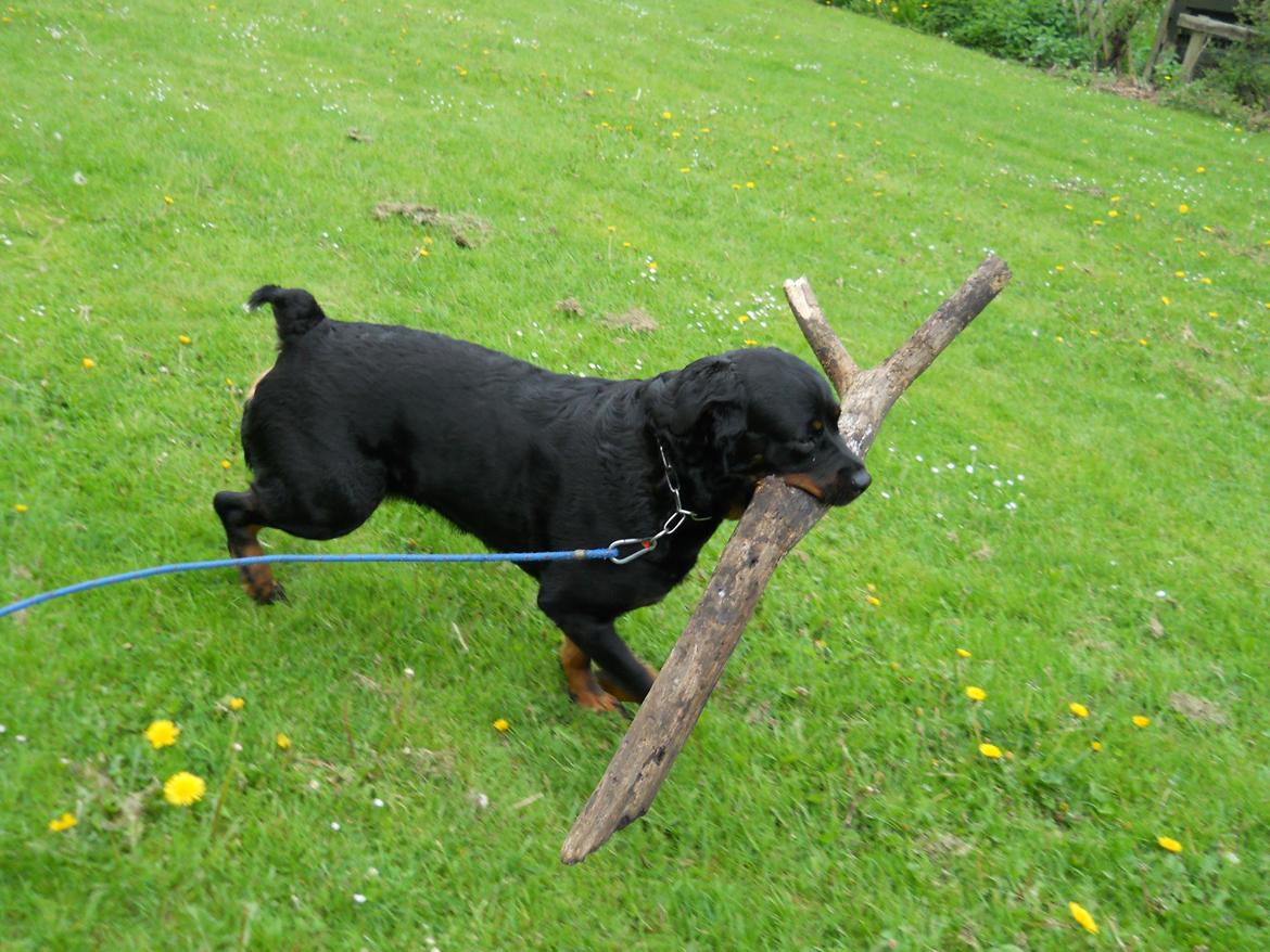 Rottweiler Fenja billede 12