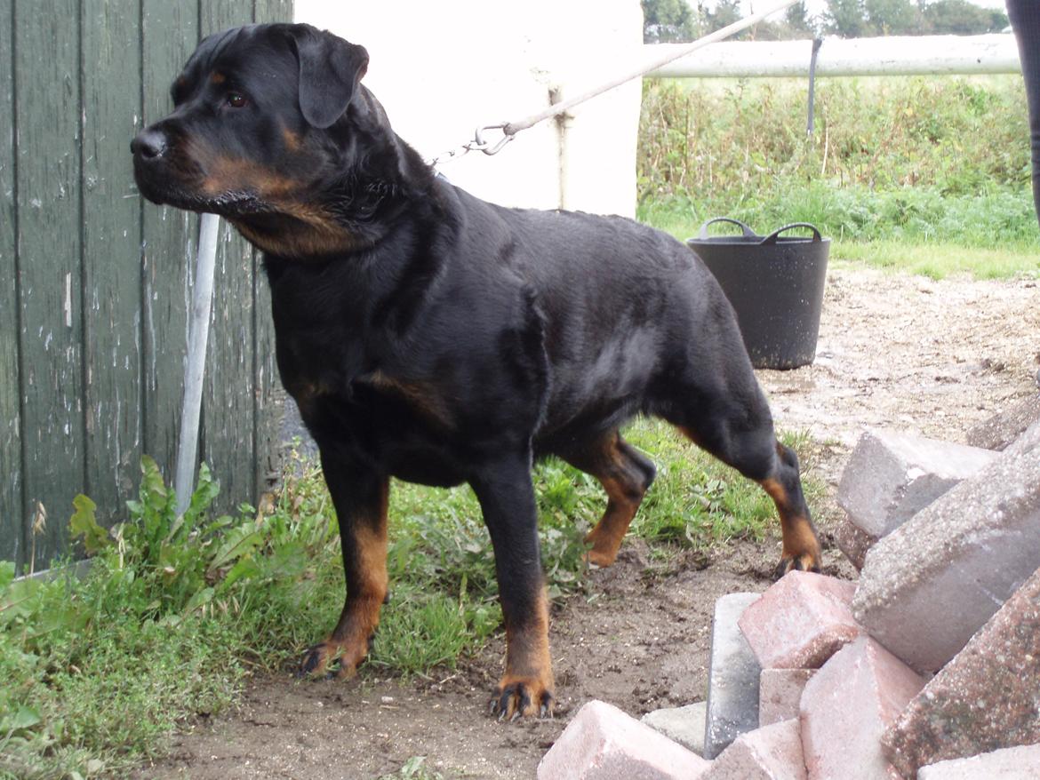 Rottweiler Fenja billede 1
