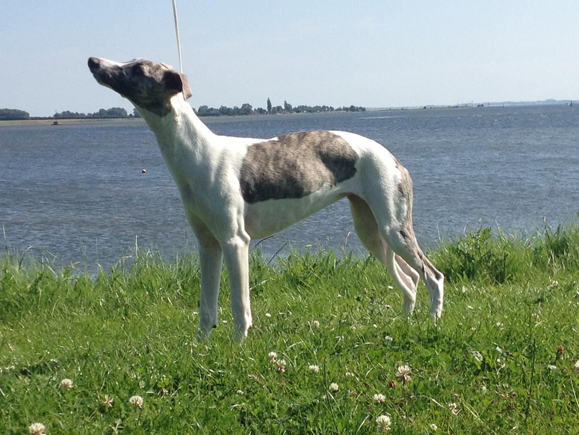 Whippet Bailey - Bailey, 6 mdr. billede 1