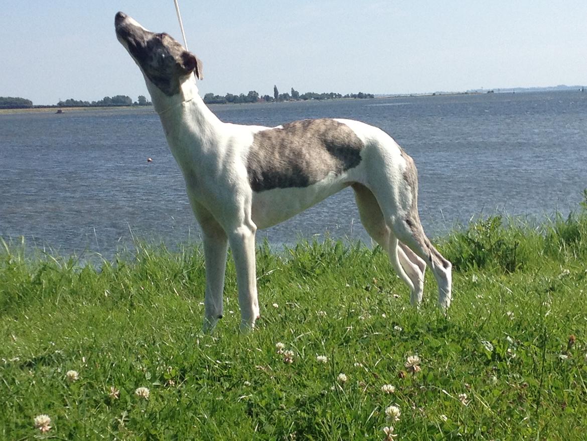 Whippet Bailey - hvis jeg strækker halsen, ka jeg mon så nå den godbid;-) billede 4