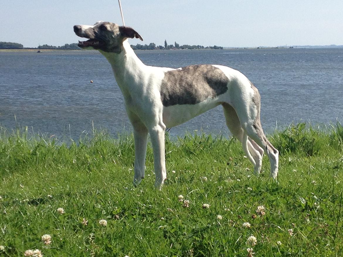 Whippet Bailey - smukke vovse billede 5