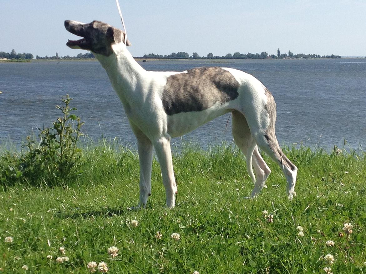 Whippet Bailey - en tur til Klintebjerg Havn giver nogle gode billeder billede 7