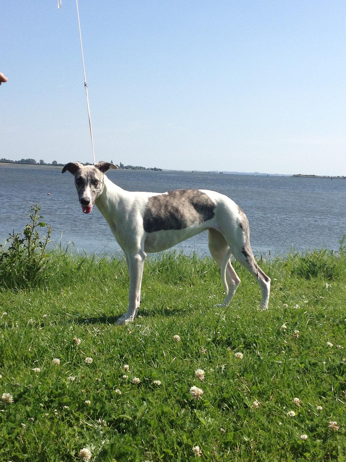 Whippet Bailey - er altså hårdt at stå her og se lækker ud;-) billede 8