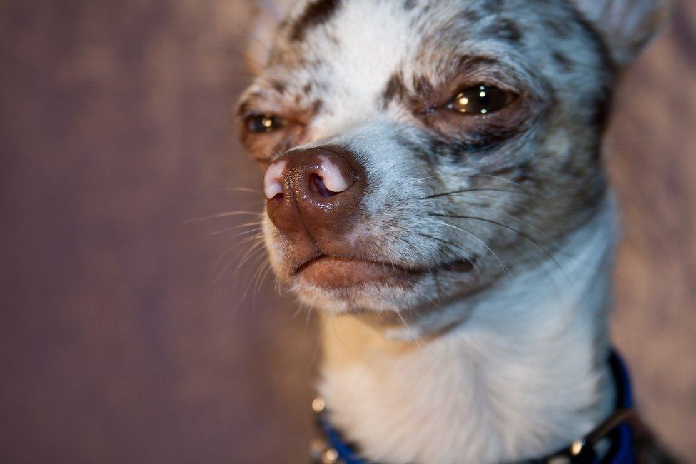 Chihuahua Mocha billede 5