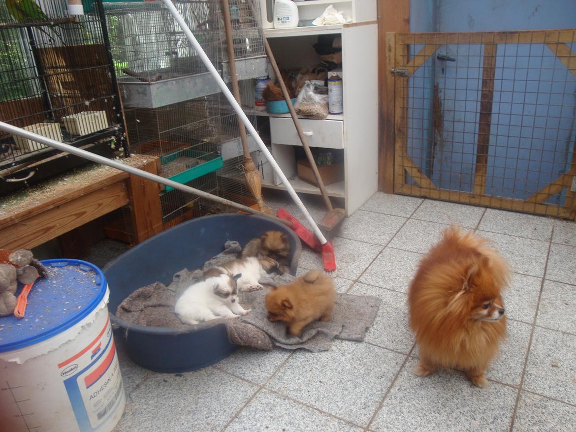 Pomeranian Topsys Rødtop - flotte Topper i udestuen med Vickys hvalpe holder sig stadig godt, 12 åe på tirsdag.... billede 18