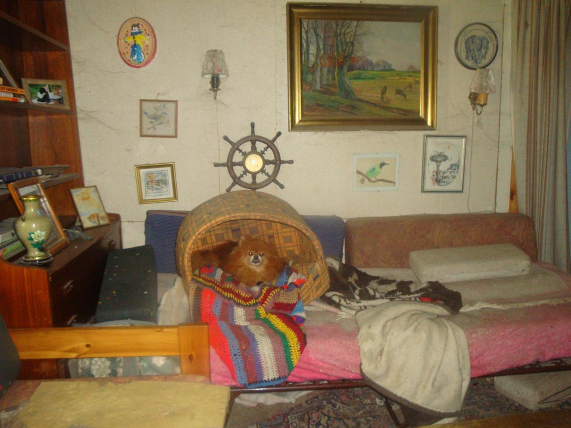 Pomeranian Topsys Rødtop - Rødrtop i blackies gamle medbragte kurv, sødt ikk`? billede 19