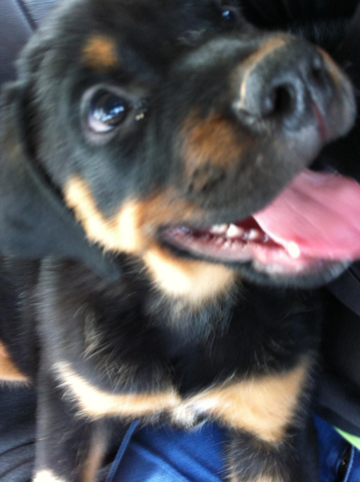 Rottweiler Bamse - Da jeg sad i bilen med ham på vej hjem den dag jeg fik ham. billede 1