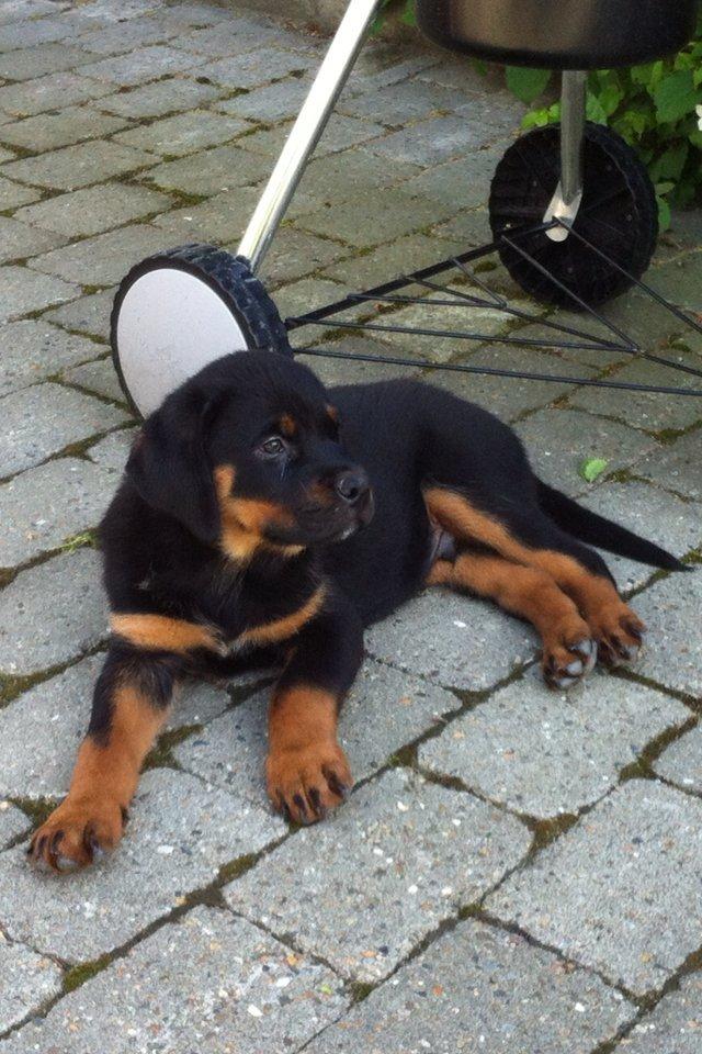 Rottweiler Bamse - Jeg slapper af og kigger på den nye have jeg kan lege i! billede 2