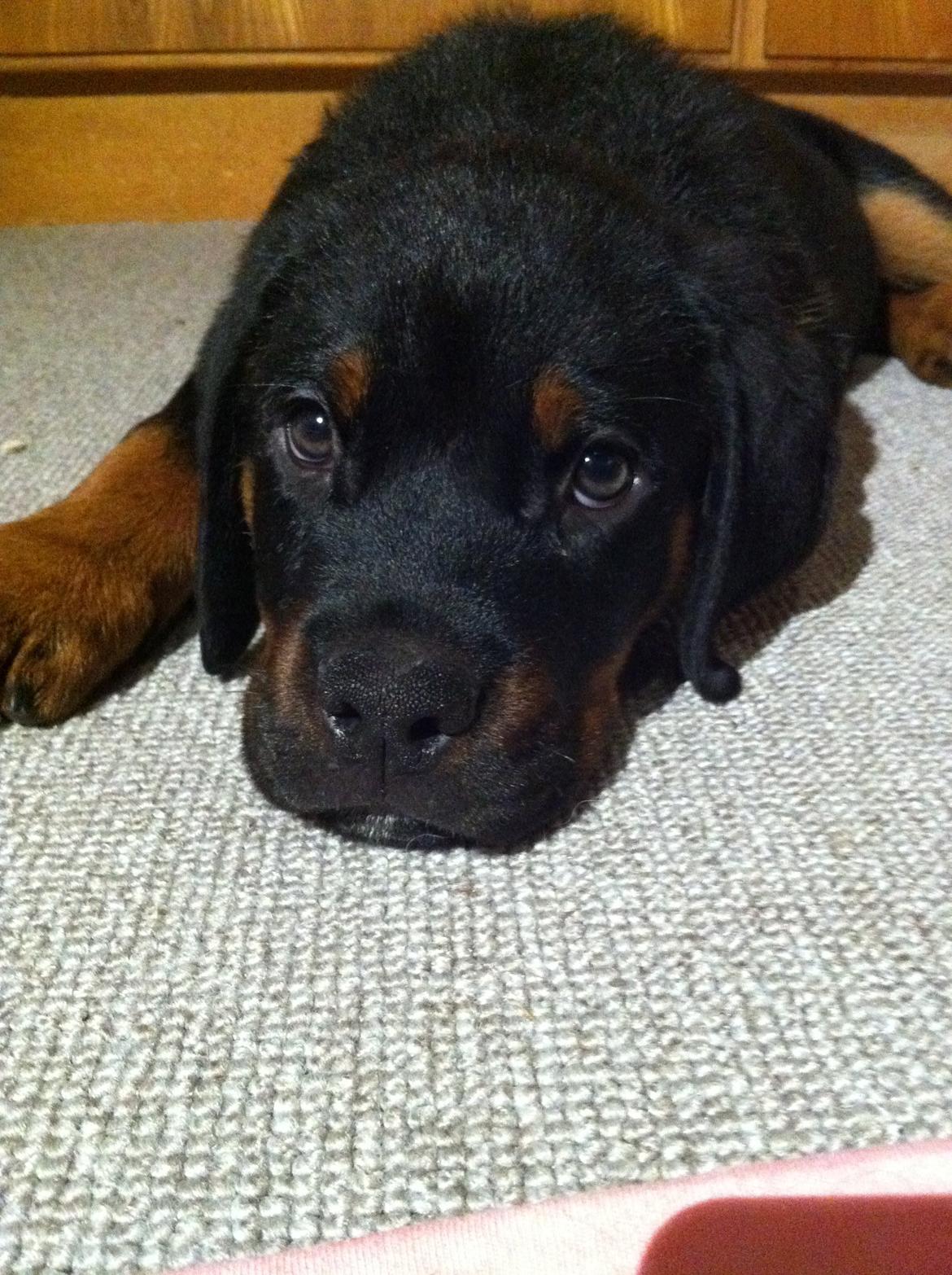 Rottweiler Bamse billede 3