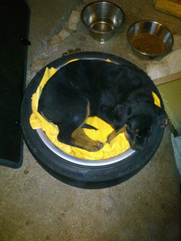 Rottweiler Bamse - Min kæreste havde ham med ude i værkstedet, og Bamse fandt et hyggeligt sted at sove. billede 4