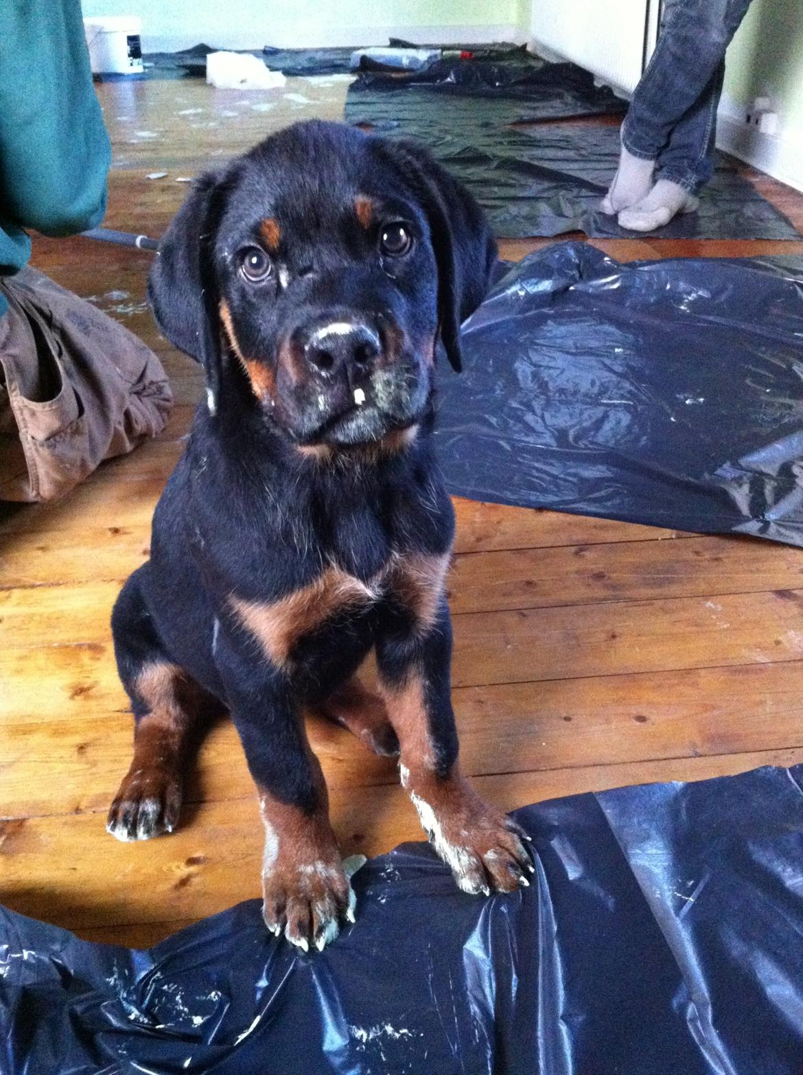 Rottweiler Bamse - Bamse blev grøn, da han hjalp med at male min brors stue. billede 5