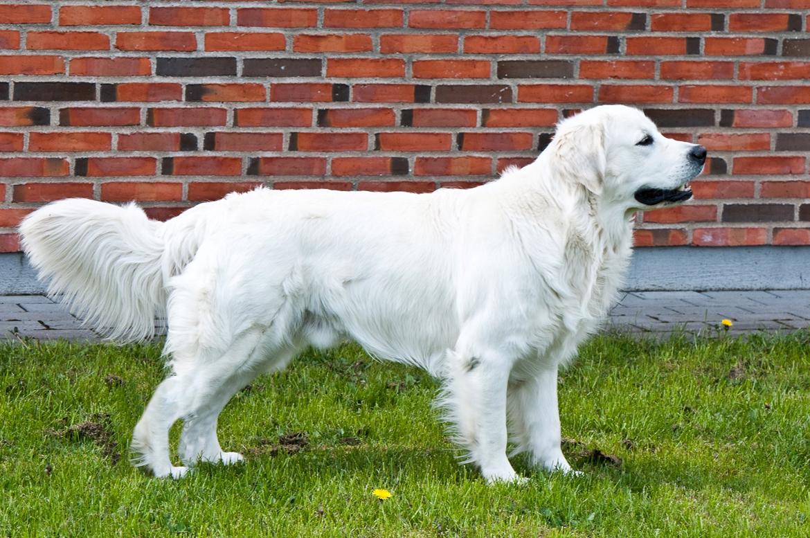 Golden retriever Brorson billede 2