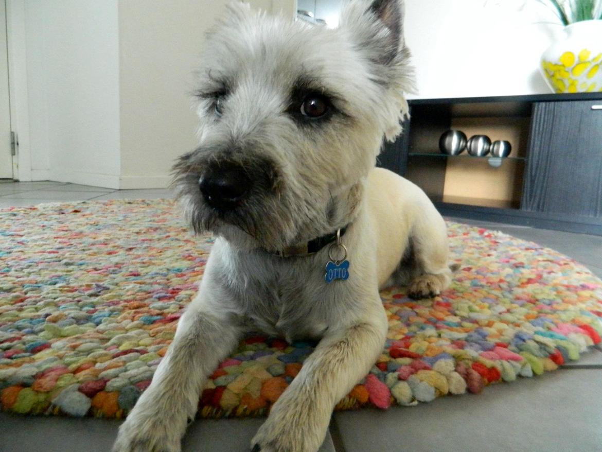 Cairn terrier Otto billede 1