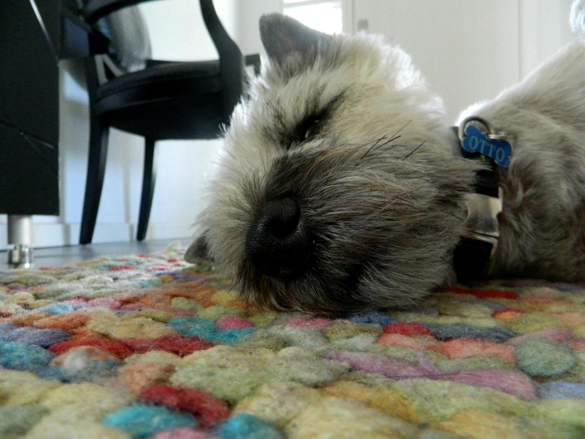Cairn terrier Otto - Godnat... billede 4
