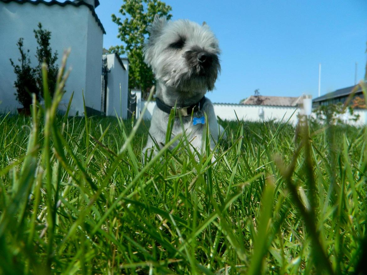 Cairn terrier Otto billede 6