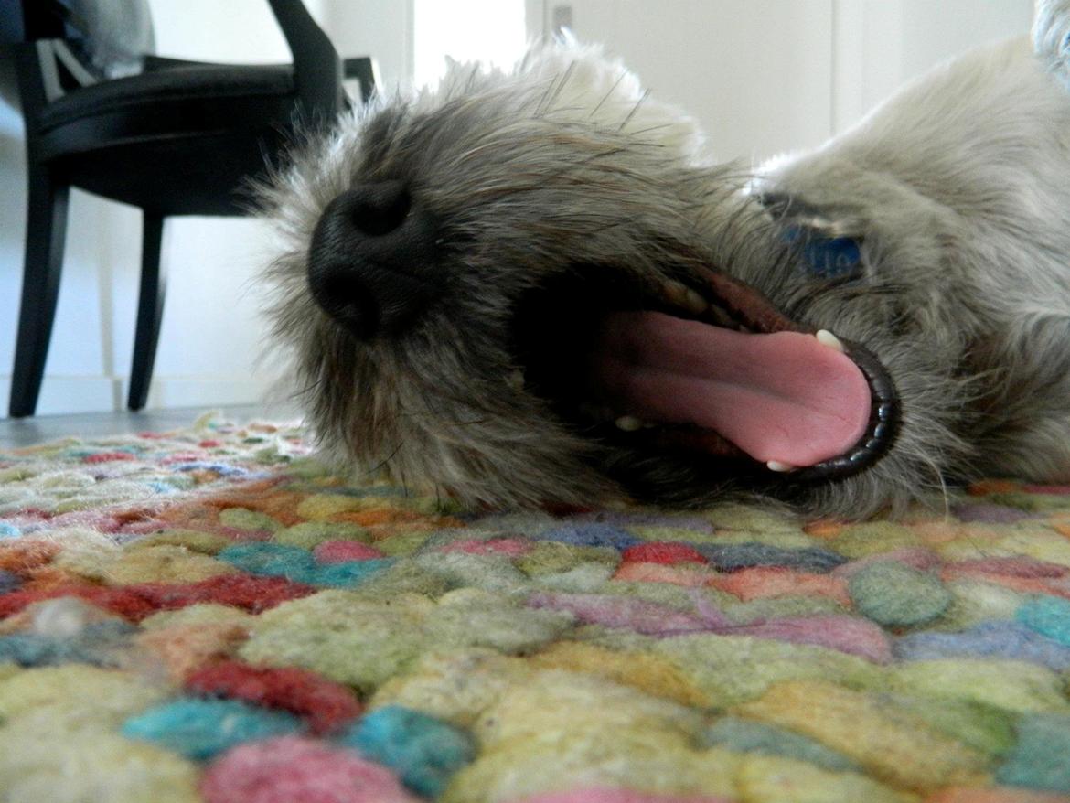 Cairn terrier Otto - Træt man er:). billede 3