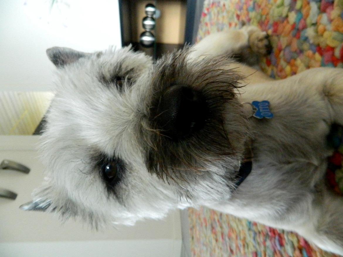 Cairn terrier Otto billede 5