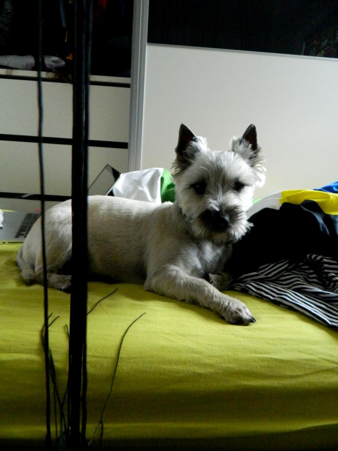 Cairn terrier Otto - Jeg elsker at sove i min ejers seng og  ligge og fylde..  billede 10