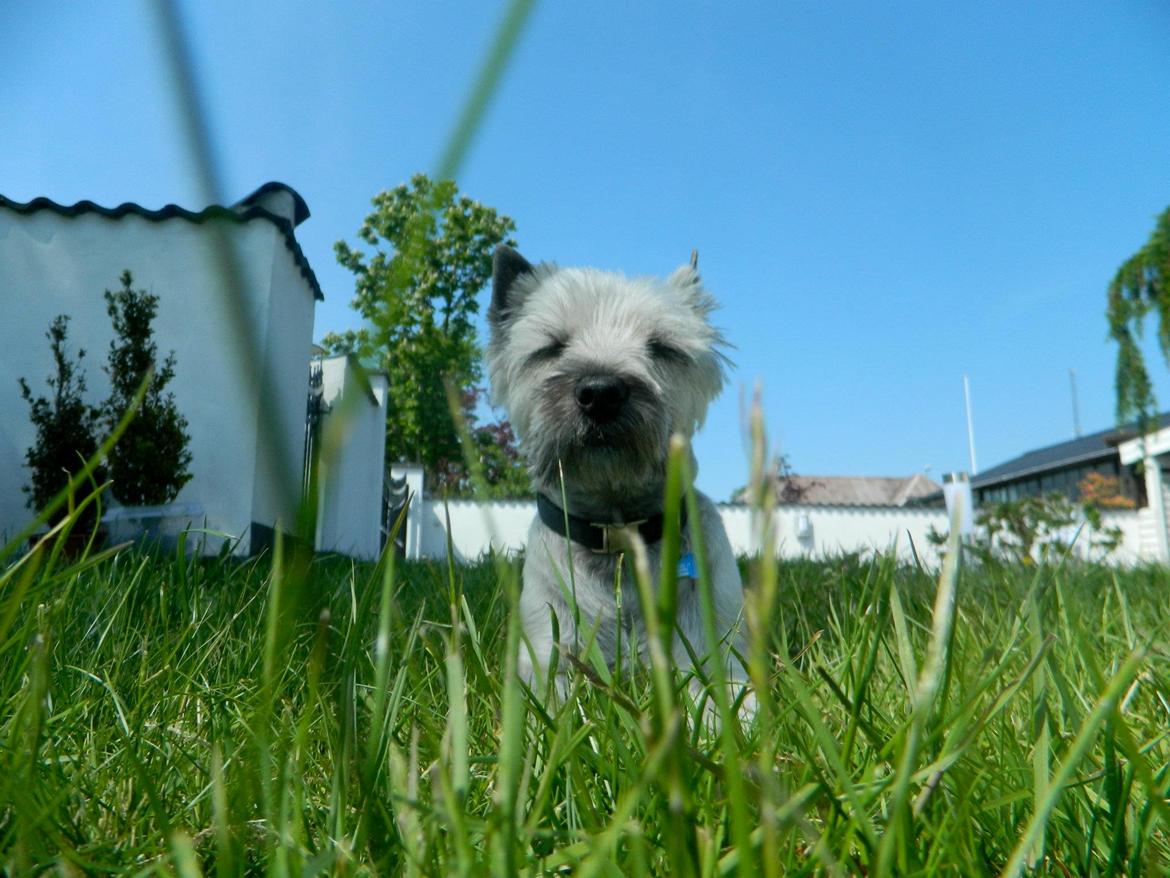 Cairn terrier Otto - Like a boss.. billede 7