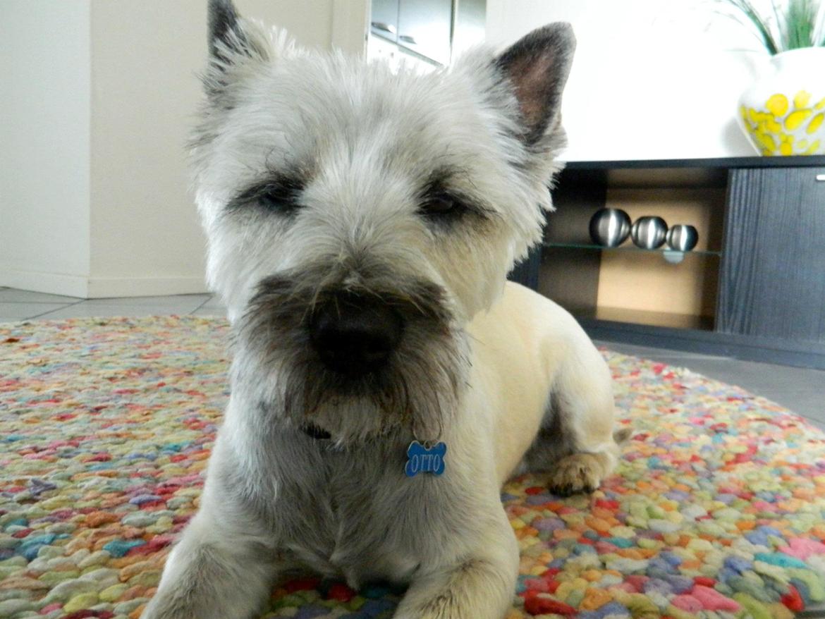 Cairn terrier Otto billede 2