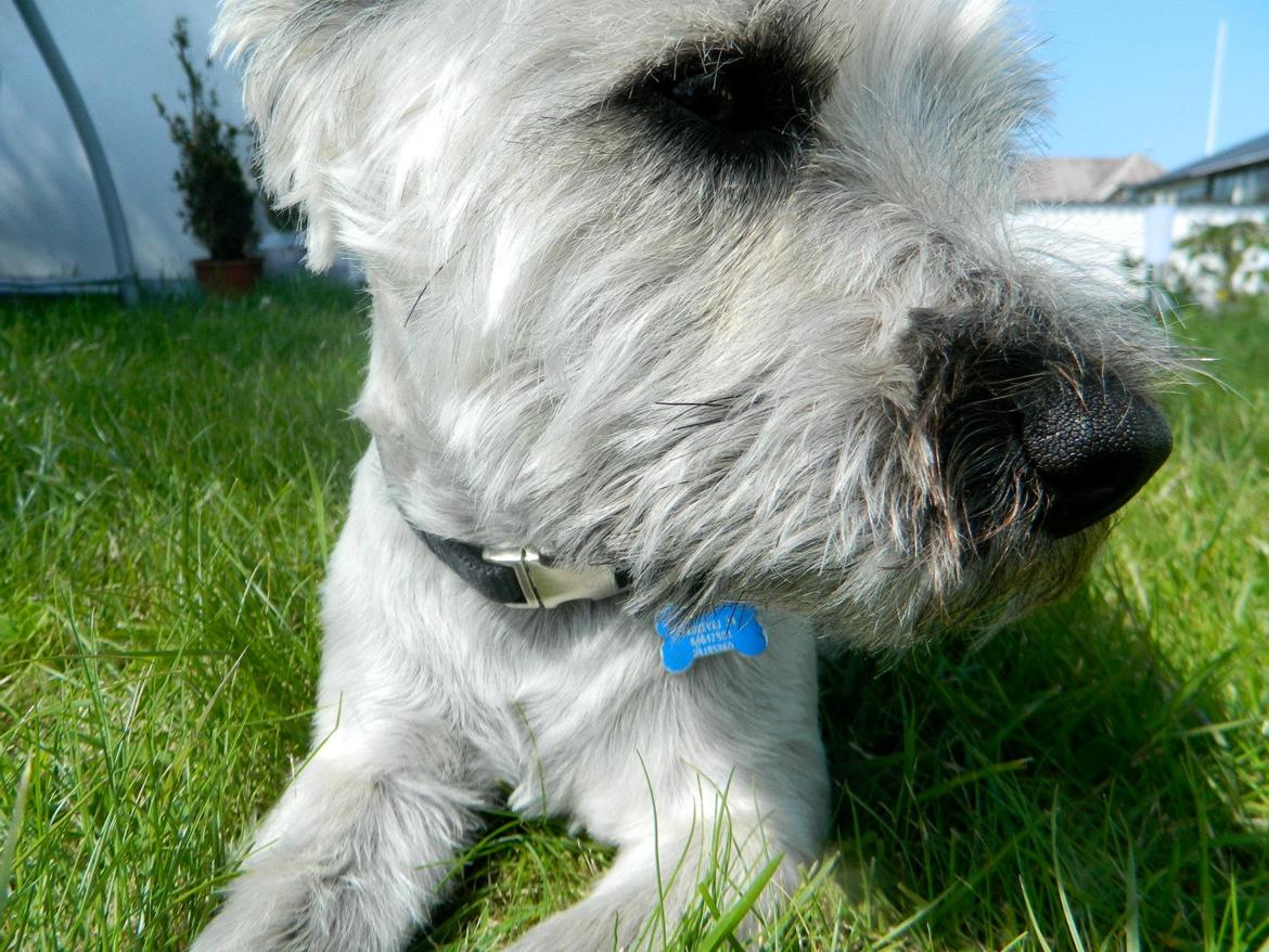 Cairn terrier Otto billede 8