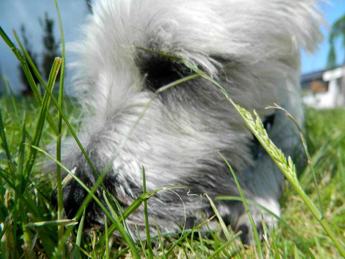 Cairn terrier Otto - Lidt sød er jeg da;).. billede 9