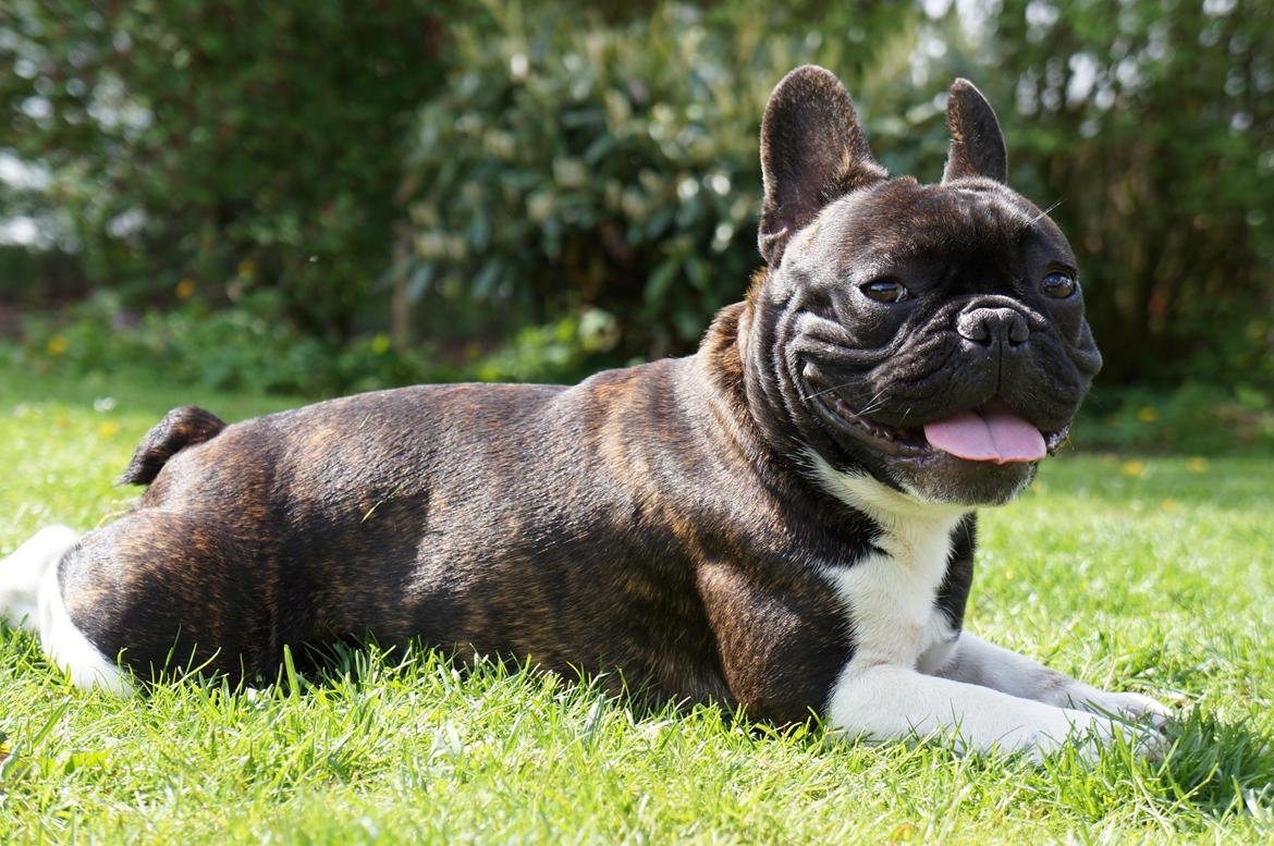 Fransk bulldog Armani "Dyson" billede 17