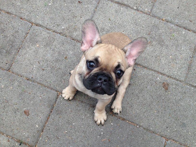 Fransk bulldog Bob *omplaceret* billede 1