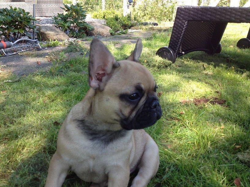 Fransk bulldog Bob *omplaceret* billede 3