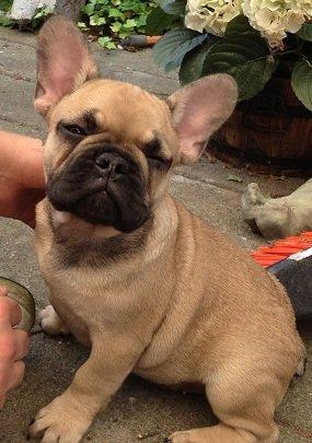 Fransk bulldog Bob *omplaceret* billede 6