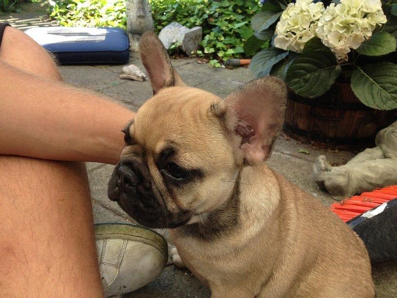 Fransk bulldog Bob *omplaceret* billede 7