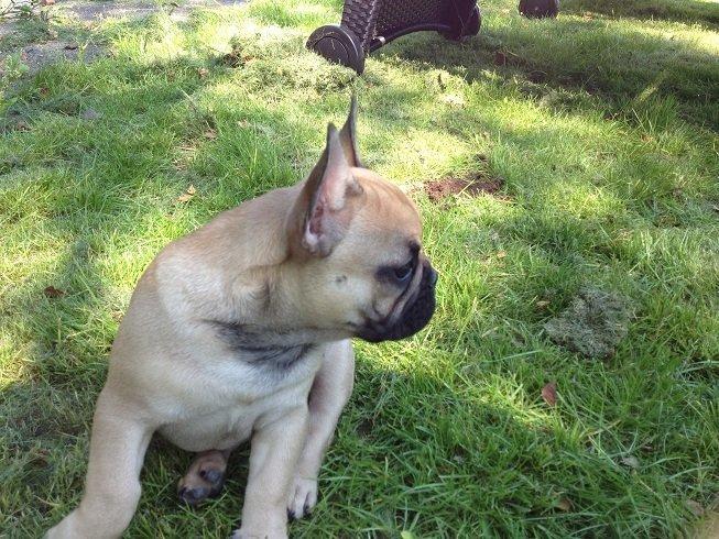 Fransk bulldog Bob *omplaceret* billede 11