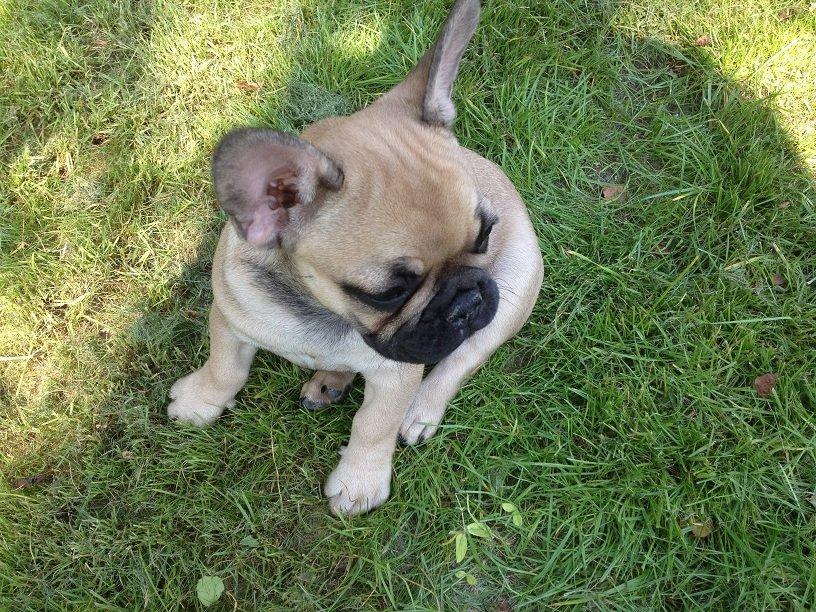 Fransk bulldog Bob *omplaceret* billede 12