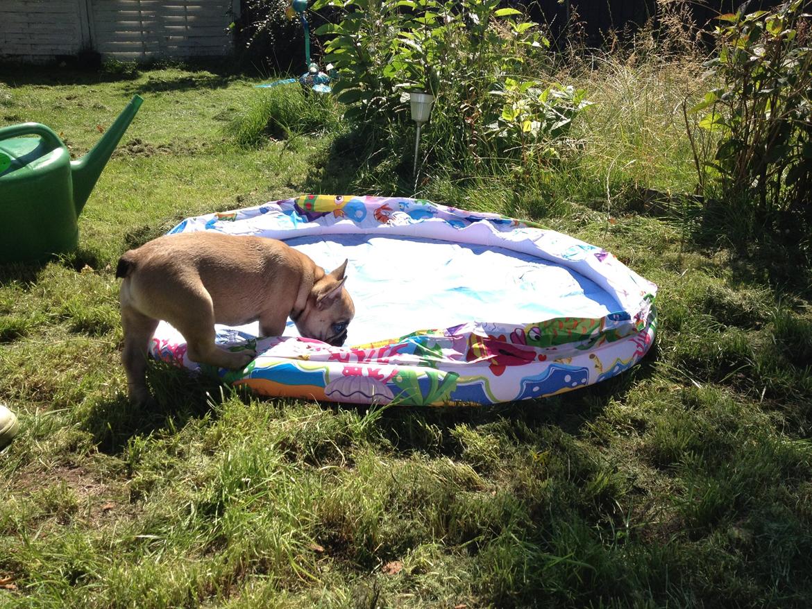 Fransk bulldog Bob *omplaceret* billede 13