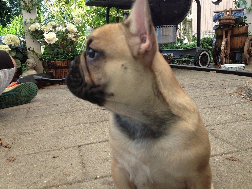 Fransk bulldog Bob *omplaceret* billede 14
