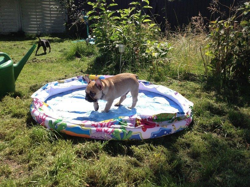 Fransk bulldog Bob *omplaceret* billede 15