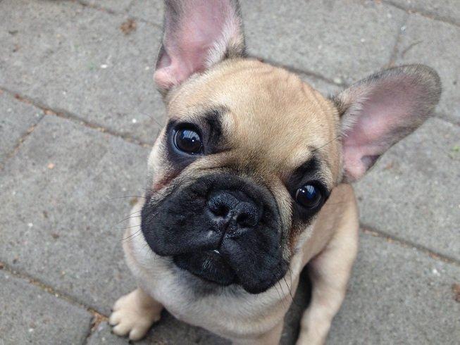 Fransk bulldog Bob *omplaceret* billede 16