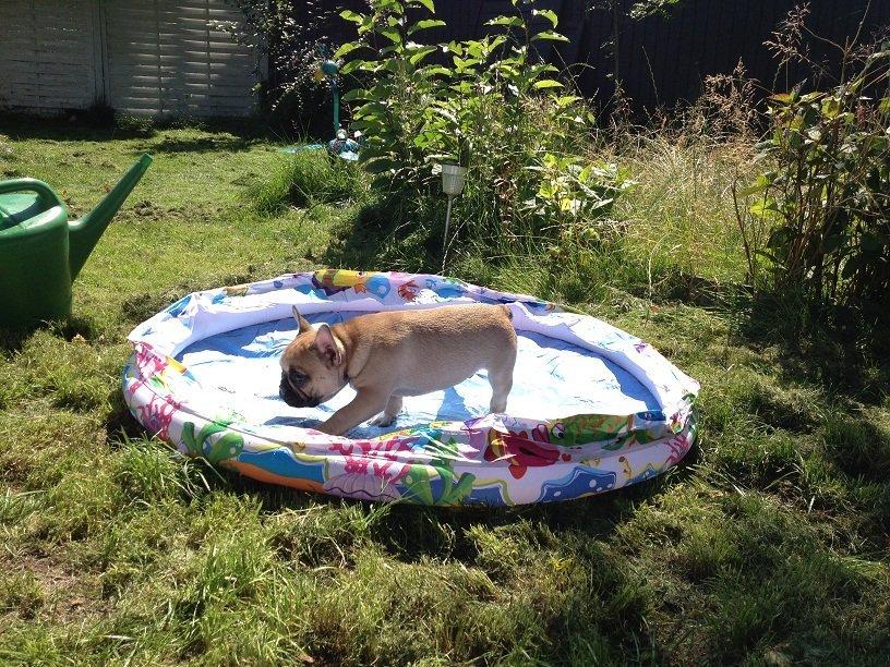 Fransk bulldog Bob *omplaceret* billede 17