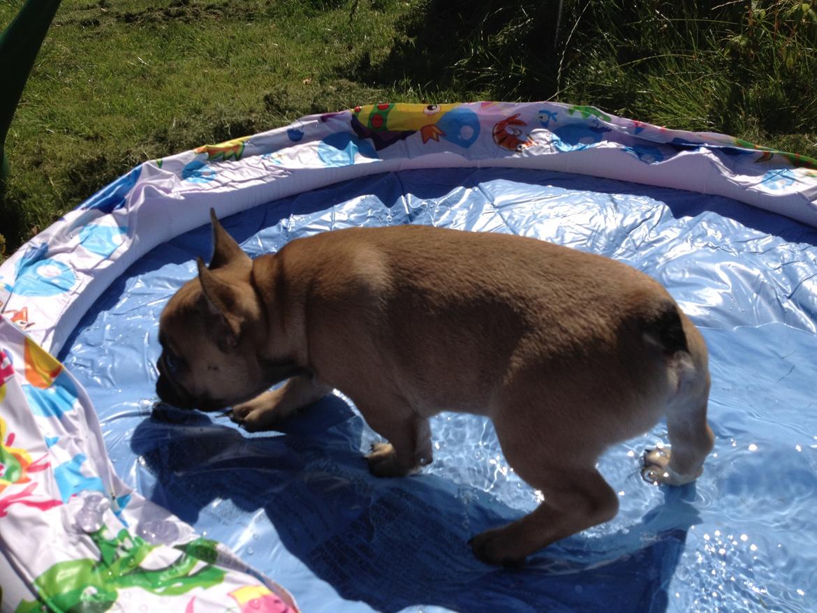 Fransk bulldog Bob *omplaceret* billede 18