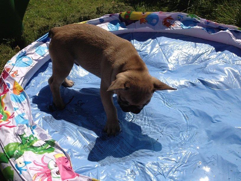 Fransk bulldog Bob *omplaceret* billede 19