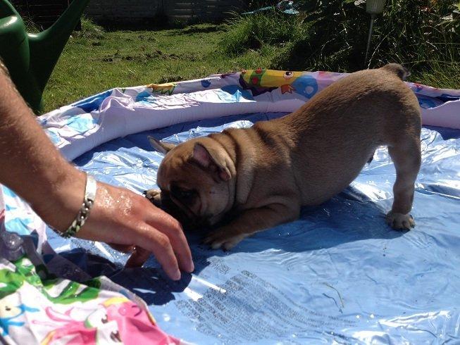 Fransk bulldog Bob *omplaceret* billede 20