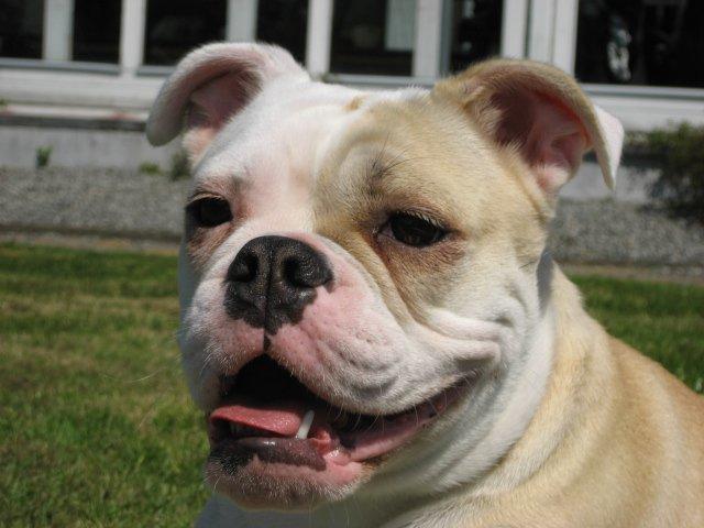 Olde english bulldogge Bullina´s Florentina billede 2