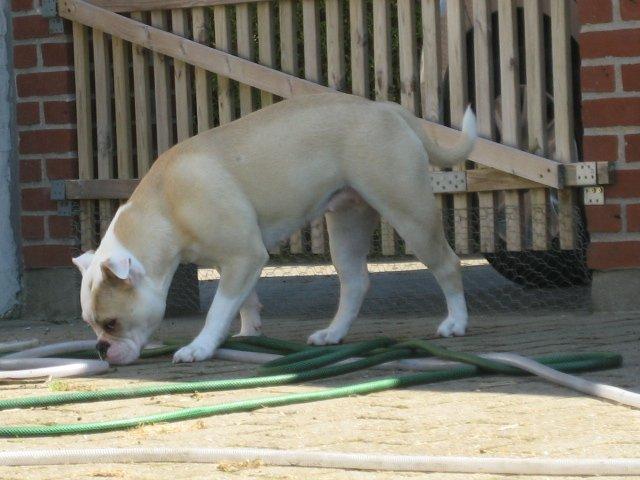 Olde english bulldogge Bullina´s Florentina - 24 juli 2012 billede 17