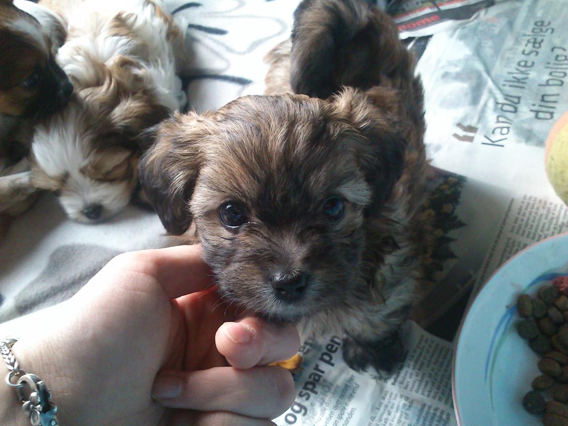 Blanding af racer Gjarno - Første gang jeg hilste på ham hos opdretter billede 1